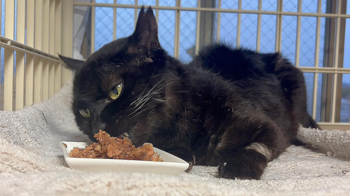 退院して寝ころびながらご飯を食べる黒猫くーちゃんです