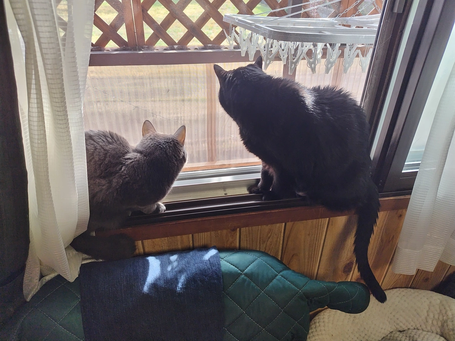 おはようございます🌸