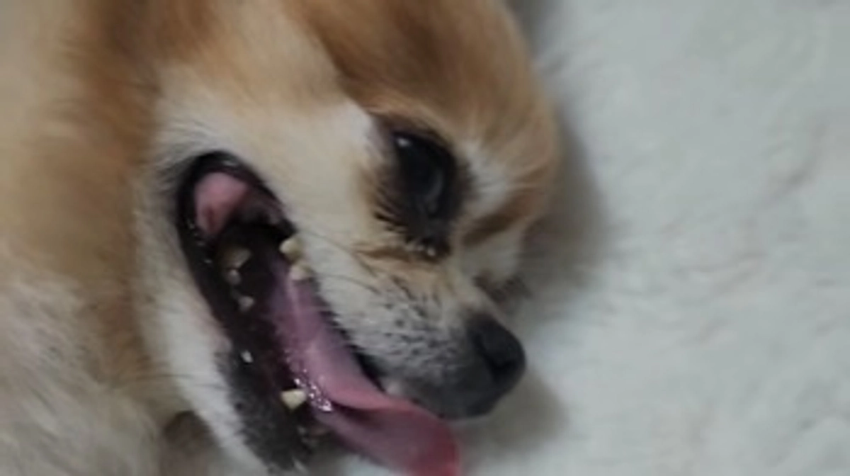 落ちていく、体重【活動報告21日目】