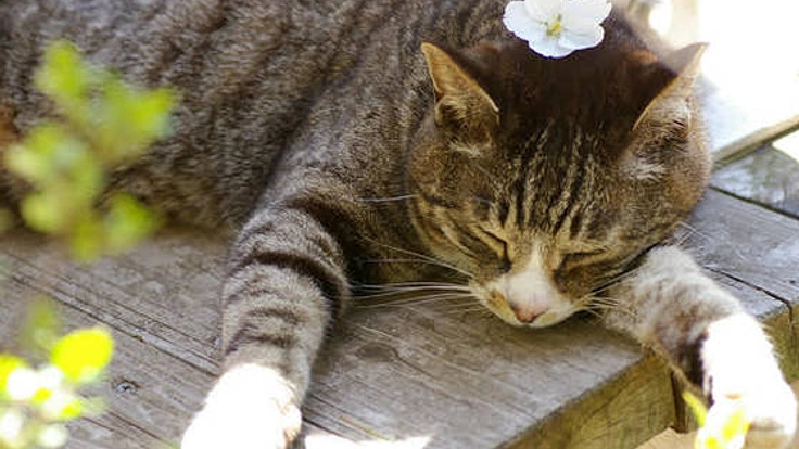 より安心安全な、ケージフリー猫ホテルにリニューアルしたい！