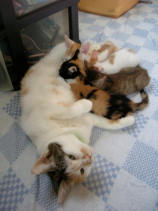 私はただ、「猫を助けたい」と思っているだけ。ちょこママとして、今の素直な気持ちを皆様に伝えたい