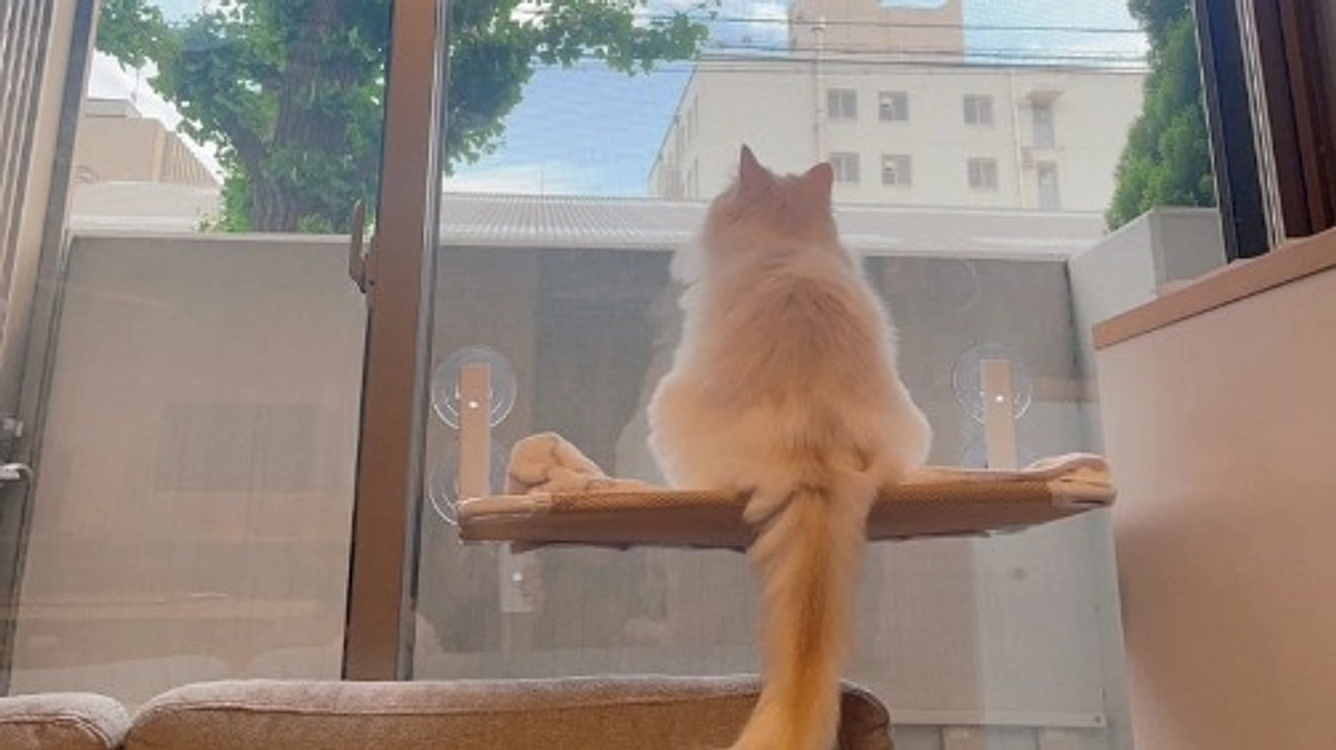 【残り4日🌷 第一目標達成御礼】保護猫「ままちゃん」との出会いと、代表峰さんへの感謝。