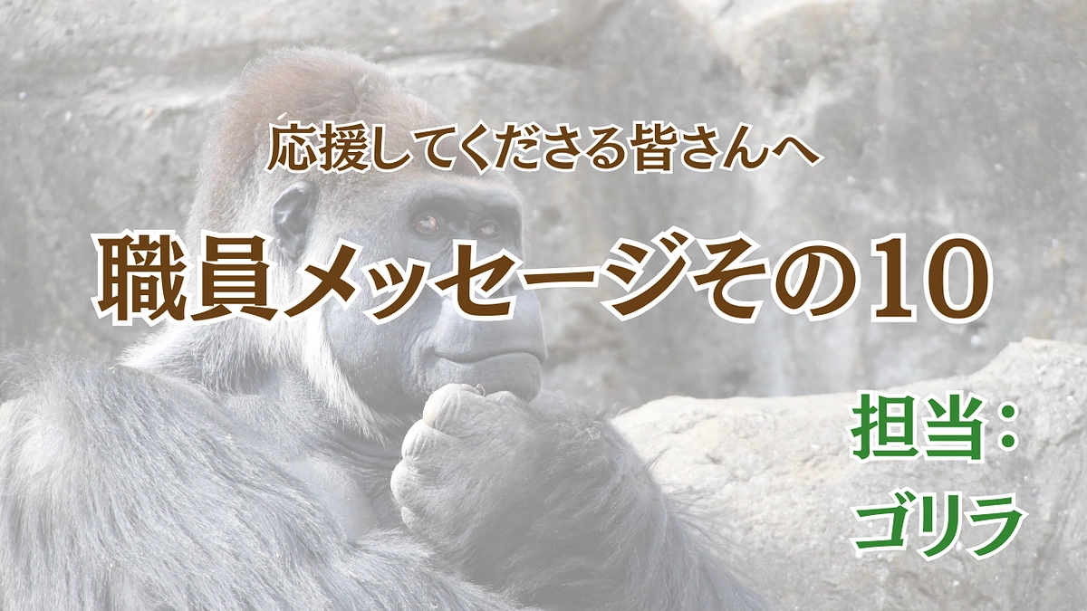 未来へ紡ぐゴリラプロジェクト〜職員から皆様へのメッセージ⑩〜