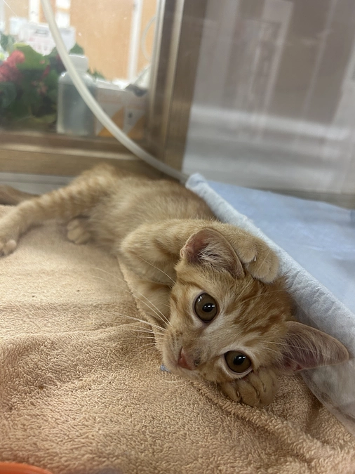 茶トラくん自宅療養ですが退院出来ました🐱