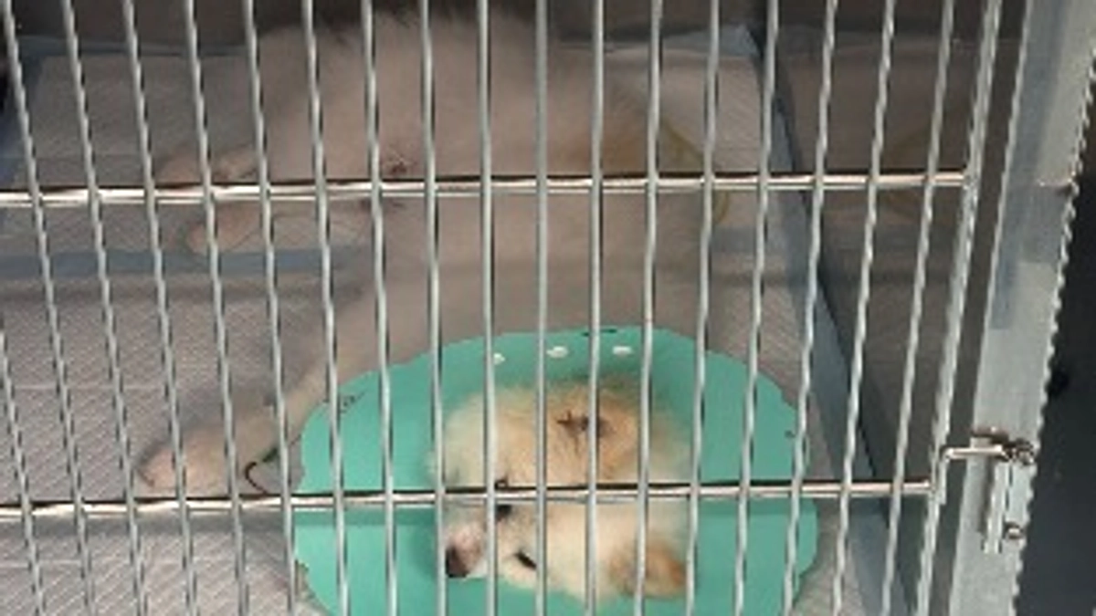 今回の手術は終わりました