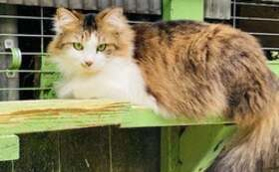 シャディ保護猫ハウスを全力で応援 !5000円