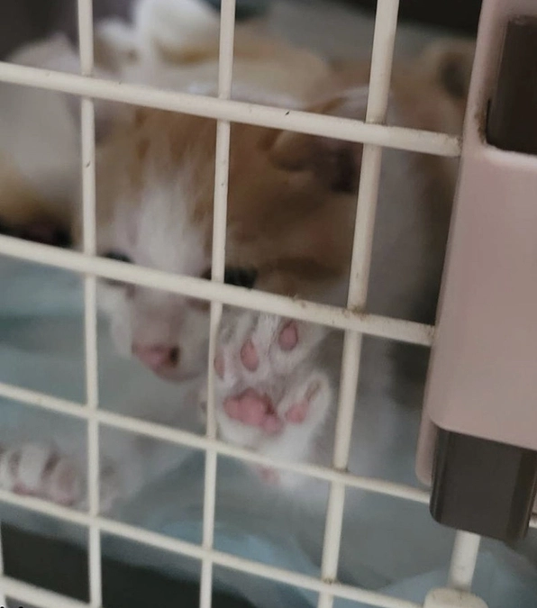 消防隊の活躍！