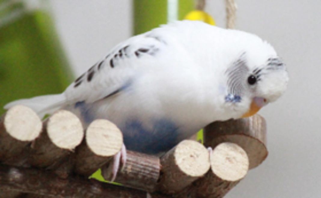 【プロジェクト応援コース】ご支援を最大限に活用させていただきます