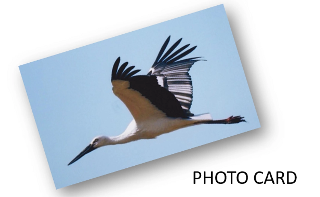 コウノトリPHOTOCARD
