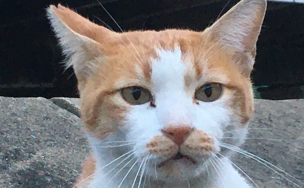 猫たちからのありがとうをこめて画像メールコース 3000