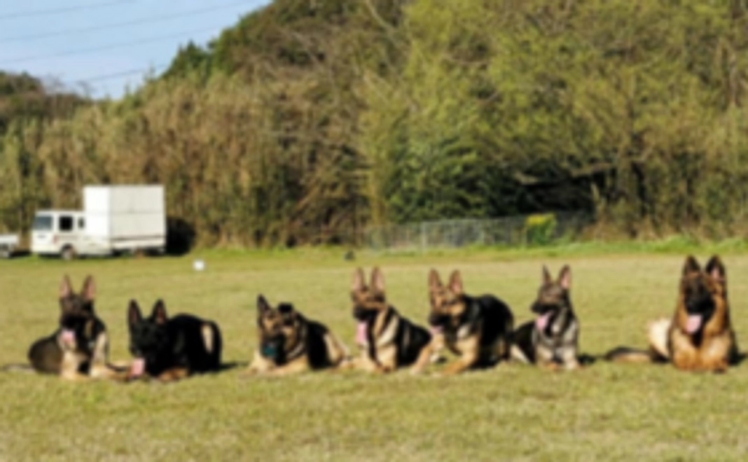災害救助犬・警察犬訓練カレンダーをお送りします！