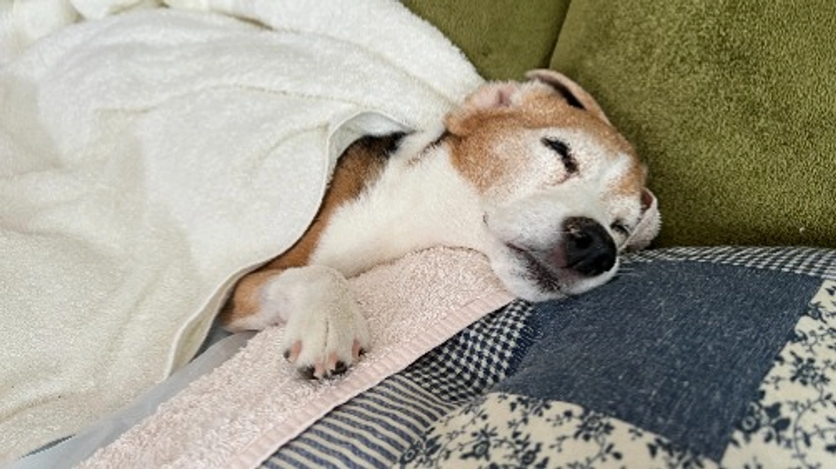 10/15 昨日の消化器型リンパ腫の疑いについて追記があります。