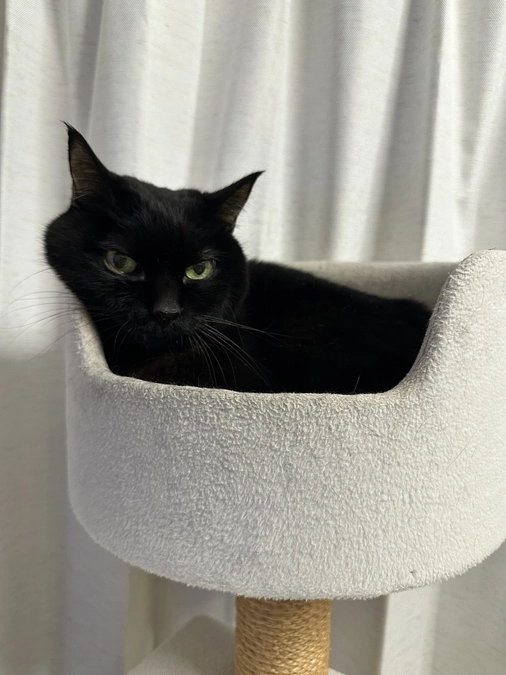 今日のちびと入院費・通院費のご報告