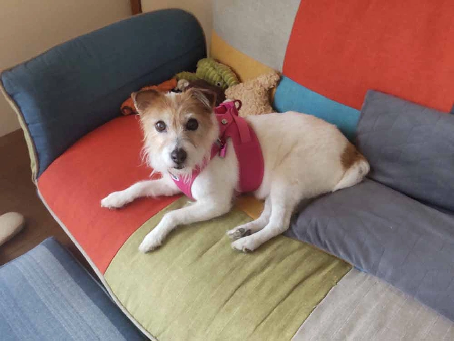 来社採寸のお客様・ジャックラッセルテリアのこつぶちゃん！