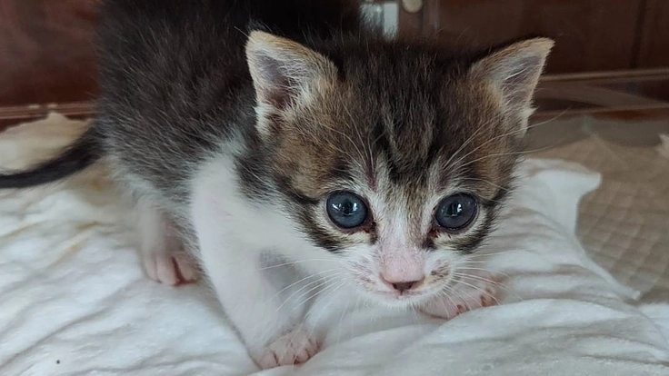 漏斗胸の子猫　福くんに未来を！