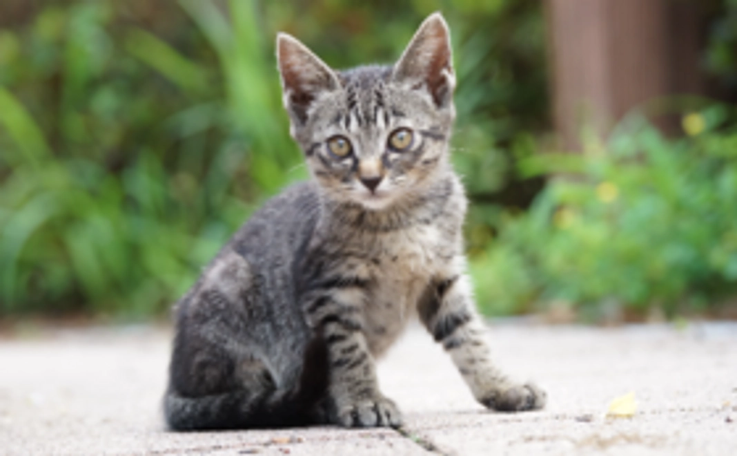 スタンダードA|【共生社会を一緒に考える仲間に】オンライン座談会&Facebookグループにご招待