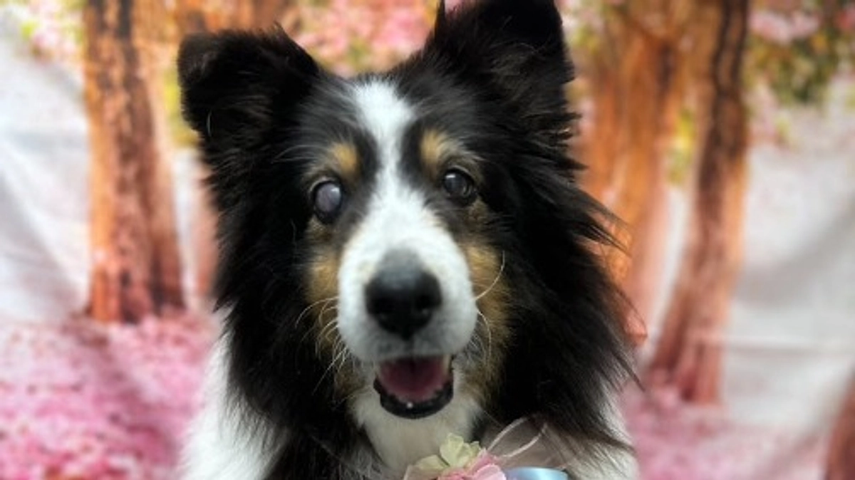 『もふっこ感謝祭』まであと一週間