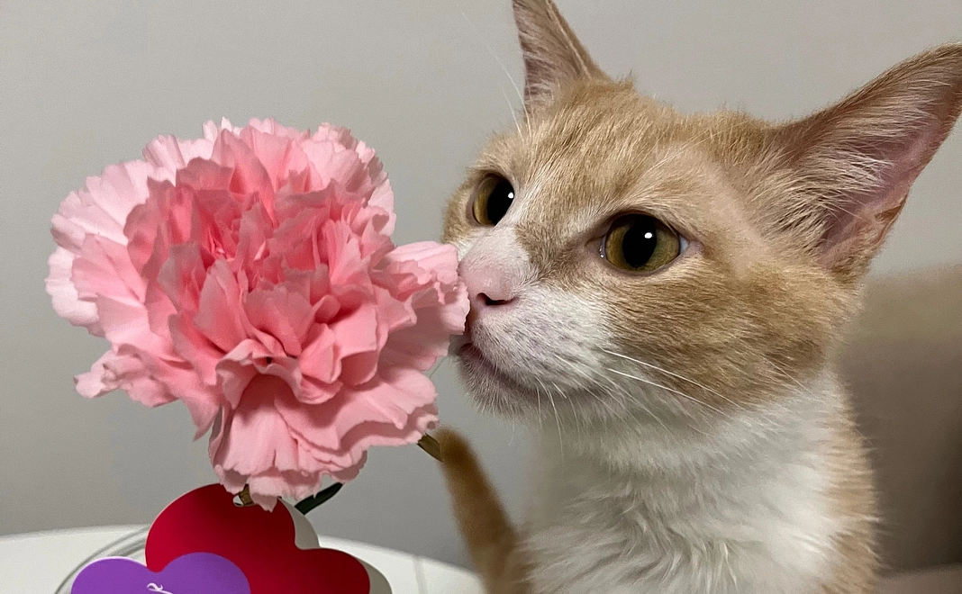 new！むぎくん応援コース(500円)