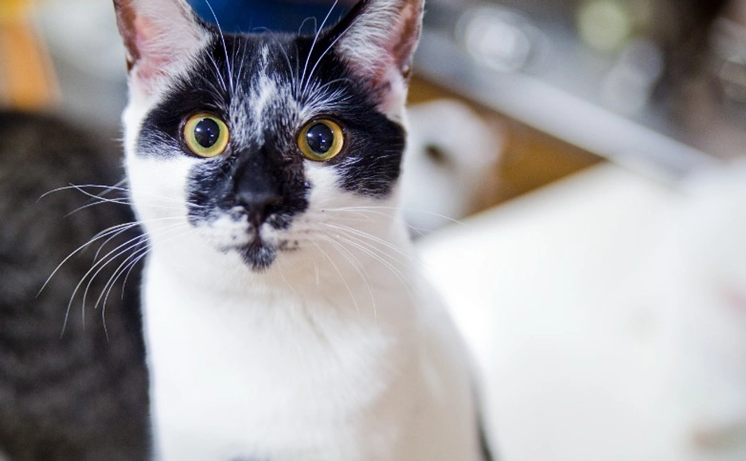 【寄附金控除対象】猫たちの尊い命のために｜1万円