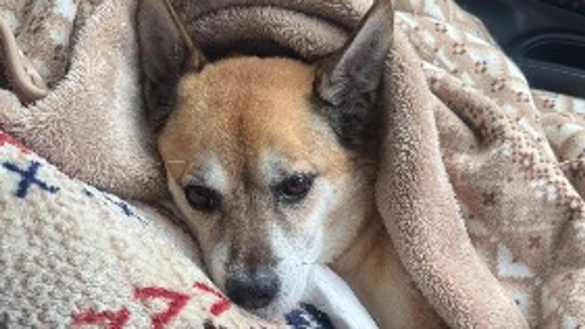 🙇🏻‍♀️リターンに関するお詫び🙇🏻‍♀️