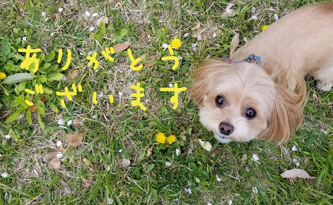 ぷらむへのご支援ありがとうございます②