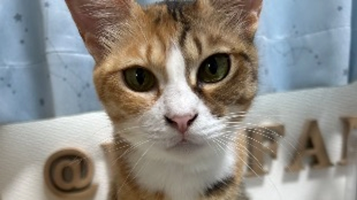 支払いと資金管理