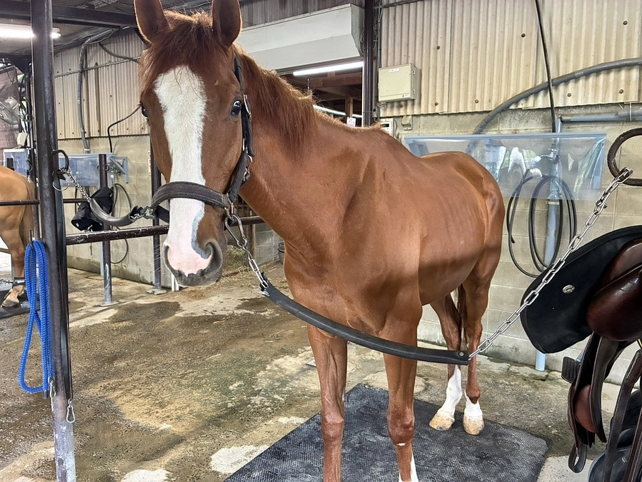 すっかり元気になったナンヨーエンペラー