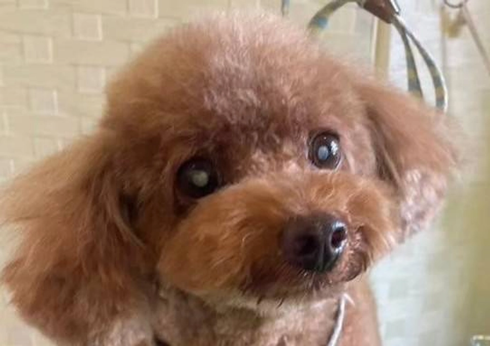 いつも応援して下さっている里親さん。出逢いはREADYFORのクラウドファンディング