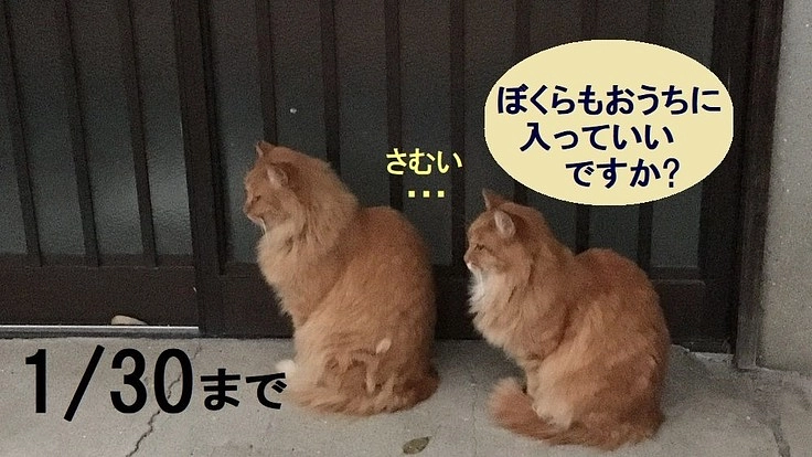 野良猫の逃げ場所に、中古空き家の購入を助けて下さいませんか?