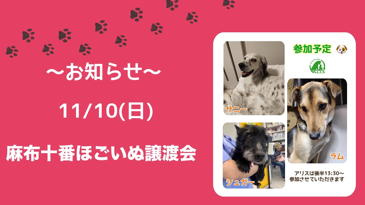 11/10(日) 麻布十番🐶譲渡会に参加させていただきます！