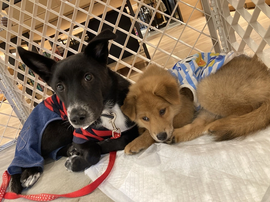 私たちが思うペットとは。