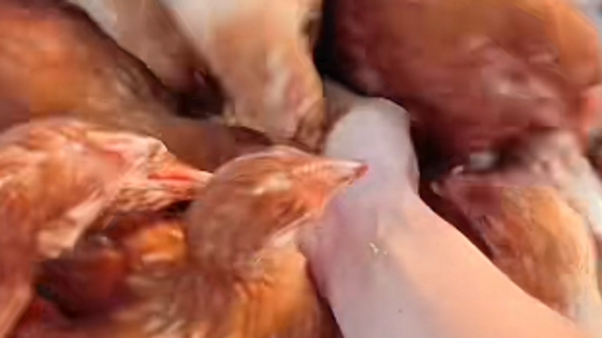 動物本来の本能