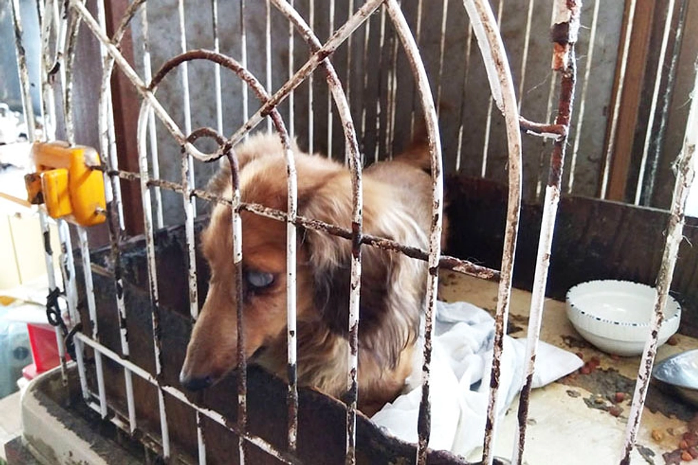 卒業犬のスピカちゃん（旧：クッキー）が遊びに来てくれました♬