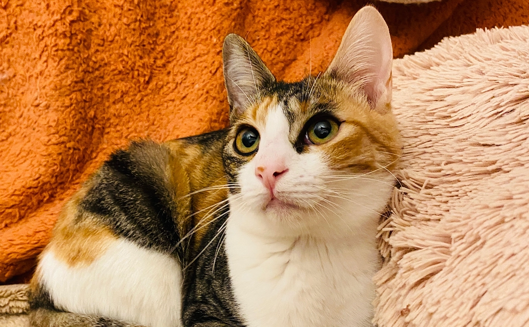 ねこに恩返し♡お気持ちご支援コース｜10,000円