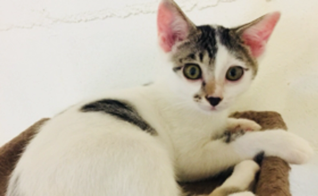 3000円全力支援型