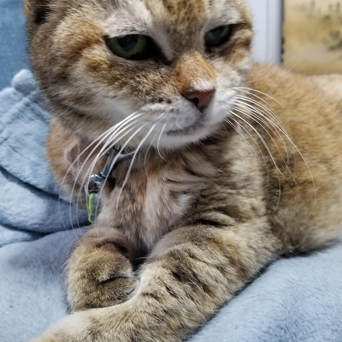 しゃー病院行ってきました。