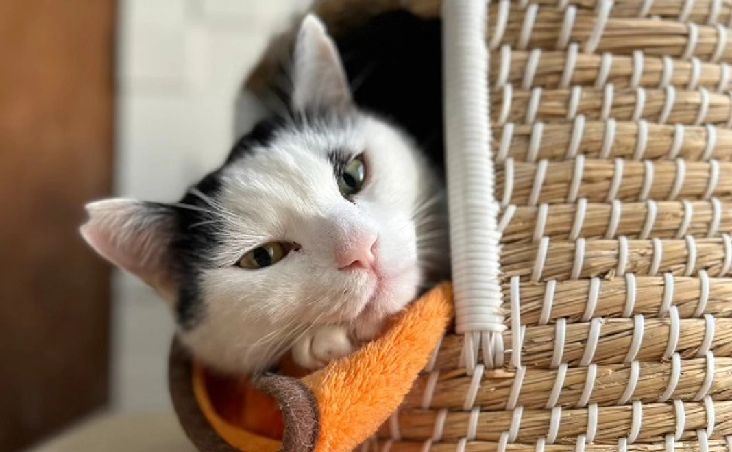 【リターン不要な方むけ】ととの森全力応援コース|1万円