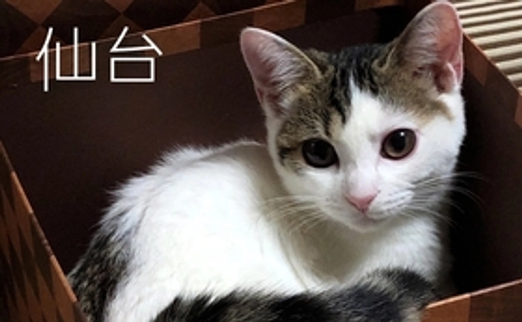 毎月応援1,000円コース