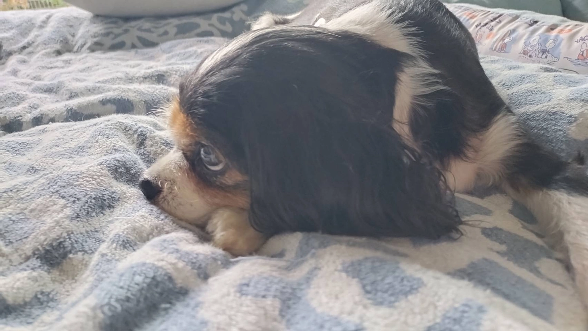 10月26日 ハニーの様子とかかりつけ受診