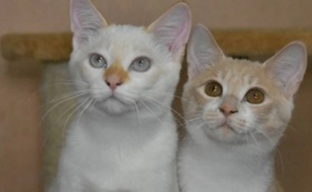 トロ全額応援　1000円コース（リターン不要）