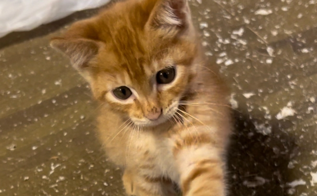 猫達へのご支援ライト