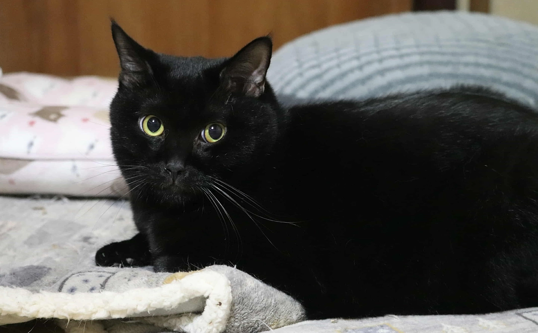 猫達の未来を応援コース