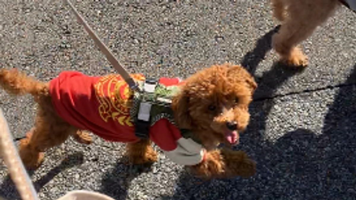 最近のロッキー