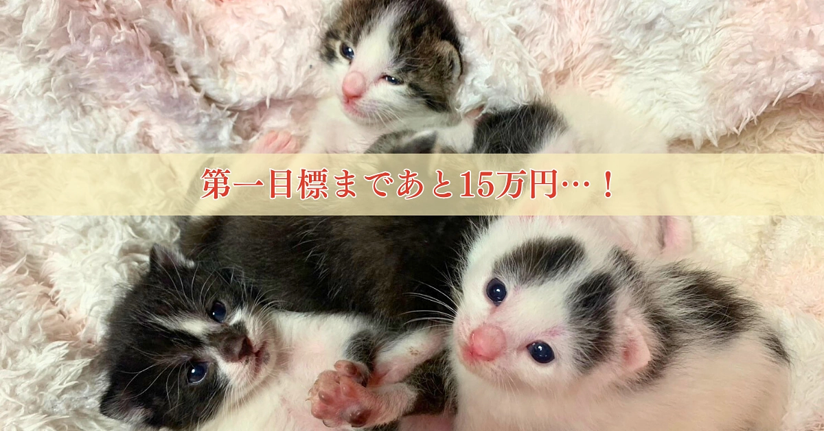 【第一目標まであと15万円！！】ゴールテープがすぐそこに！温かい応援メッセージをご紹介します！