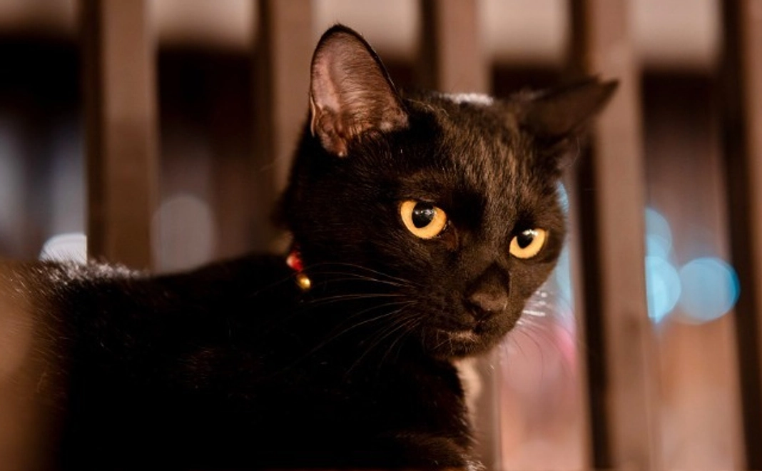 にゃんこ全力応援コース｜3千円