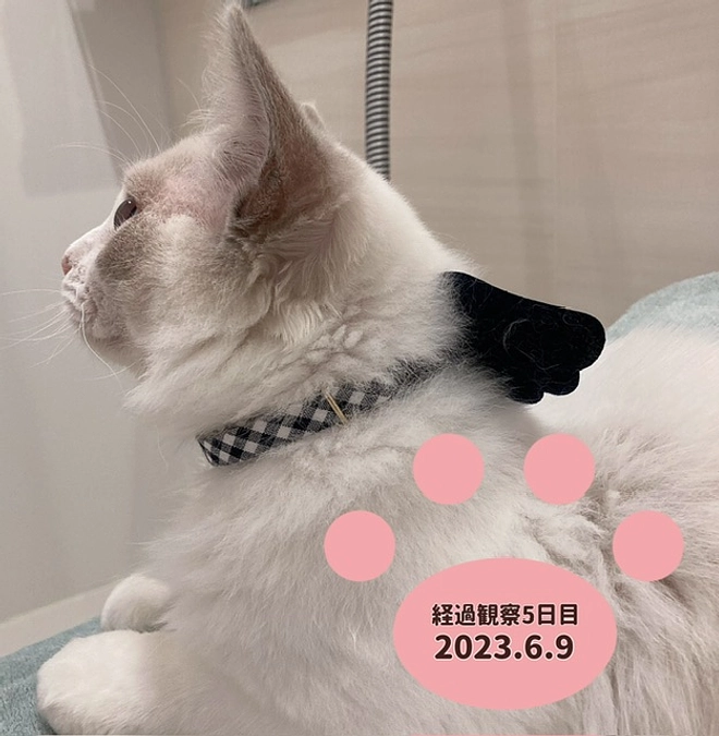 経過観察5日目(2023.6.9)