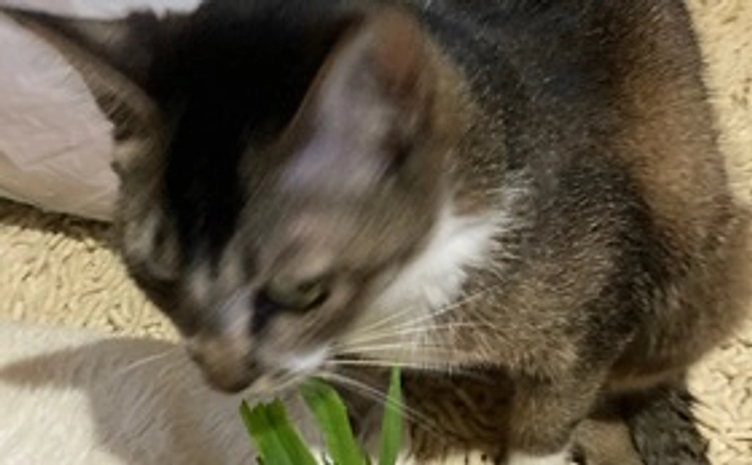 【保護猫達に日を当てたい第一弾】