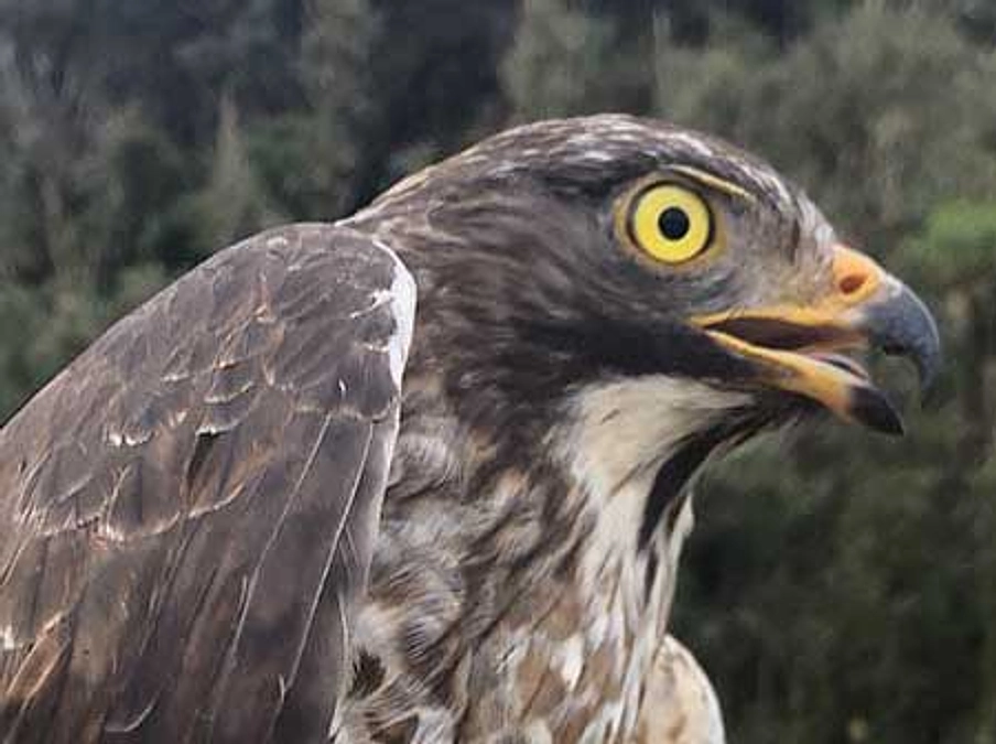 【第一弾のサシバたち】三鳥屋