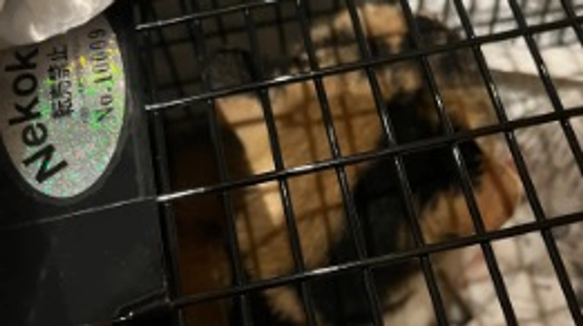 お母さん猫無事捕獲器に入ってくれました＾＾