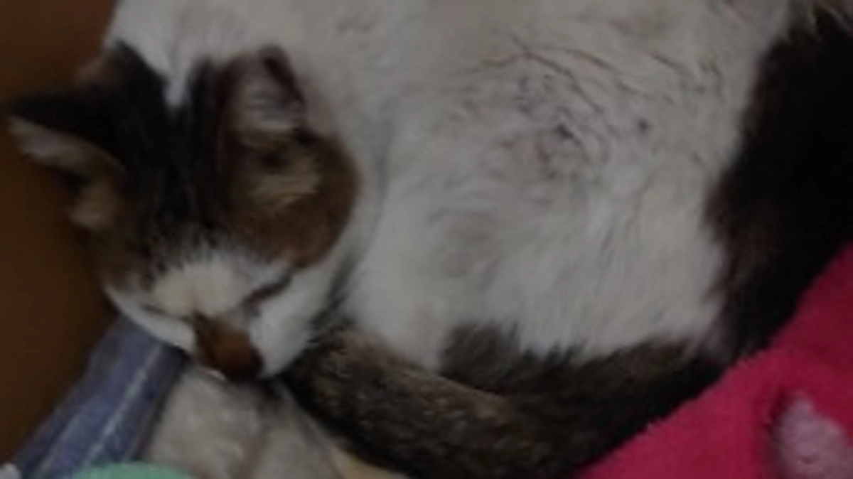 ツキちゃんの様子